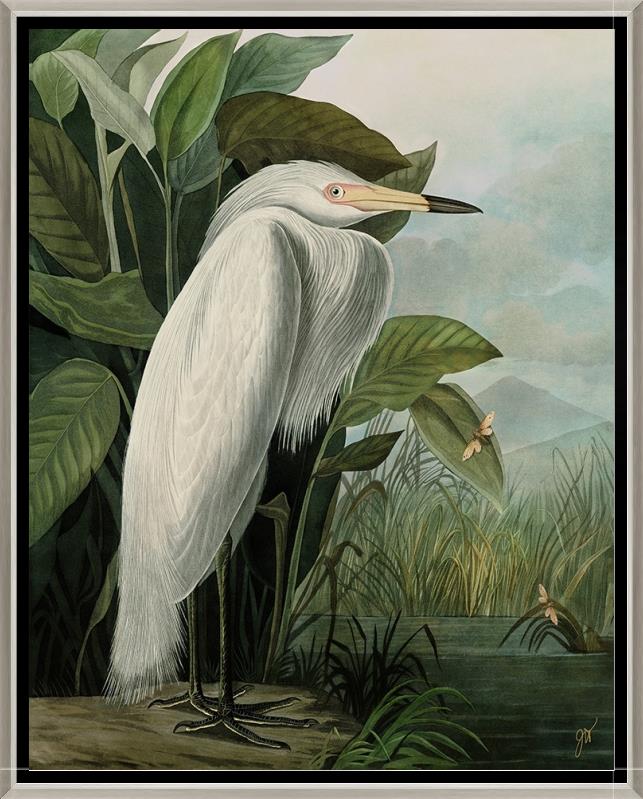 White Heron