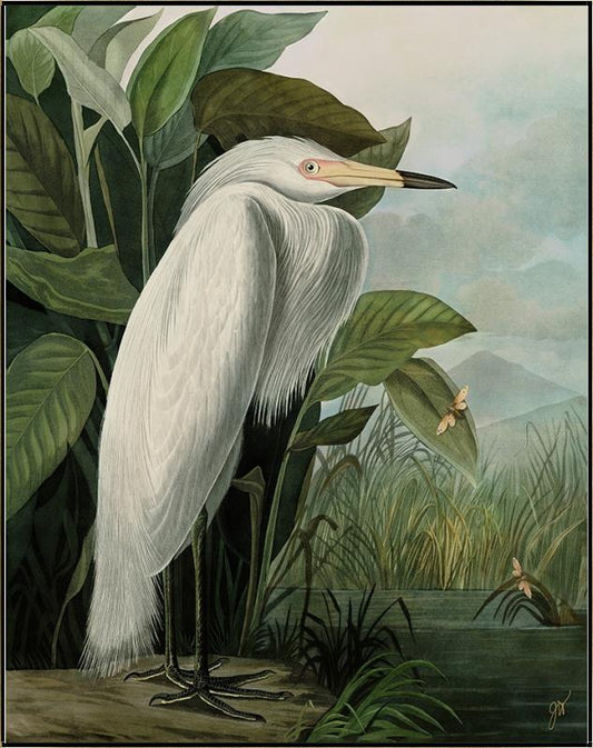 White Heron