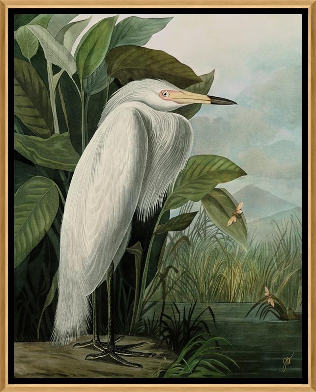 White Heron