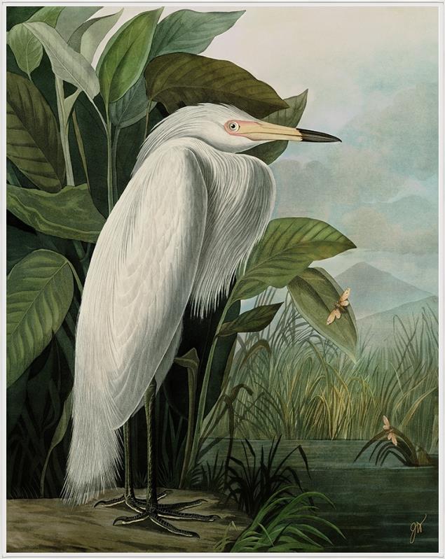 White Heron