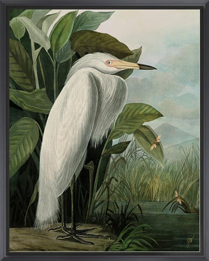 White Heron