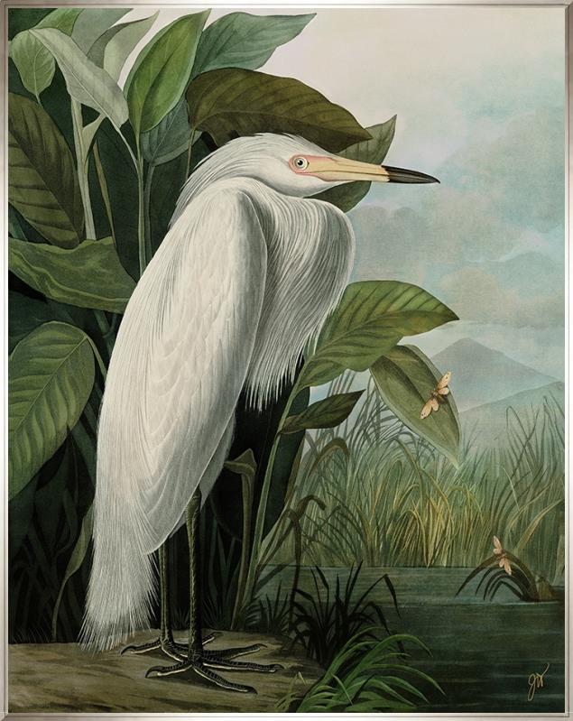 White Heron