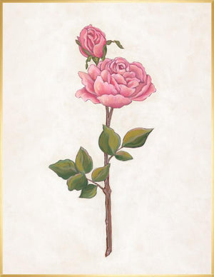 Rose Garden IV