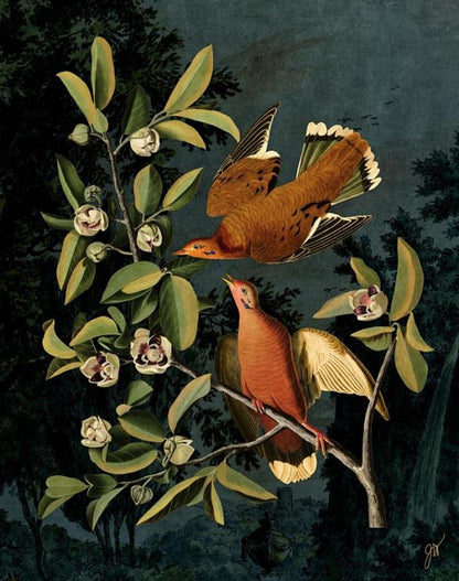 Nightbirds