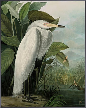 White Heron