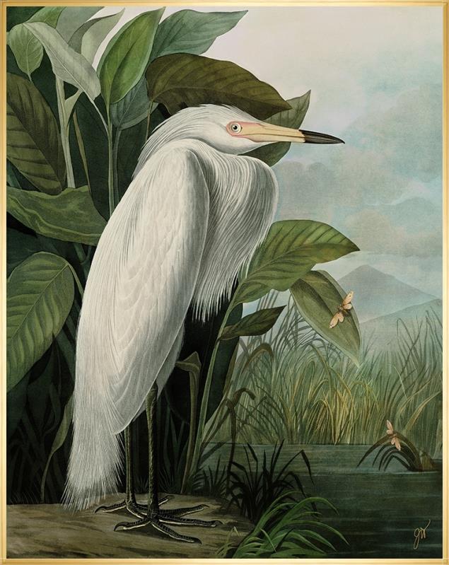 White Heron